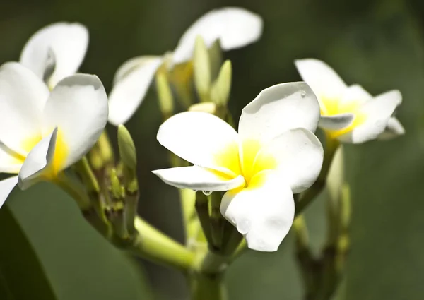 Glorioso flores frangipani ou plumeria com gotas de água — Fotografia de Stock