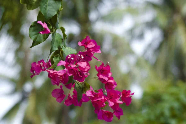 Bougainvillea virágok rózsaszín virágok — Stock Fotó