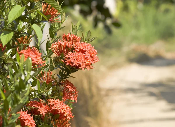 Bahçe bush ile kırmızı — Stok fotoğraf