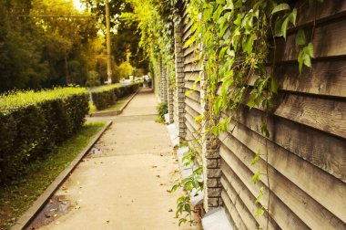 Ivy yeşil yaklaşık çitin üzerinden ile kaldırım