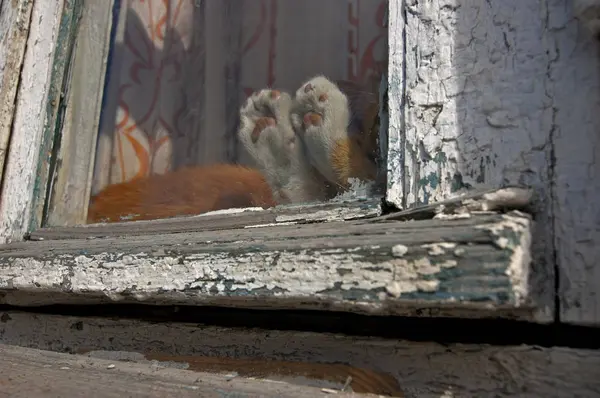 Kitten paws through old wooden window — Stock Photo, Image
