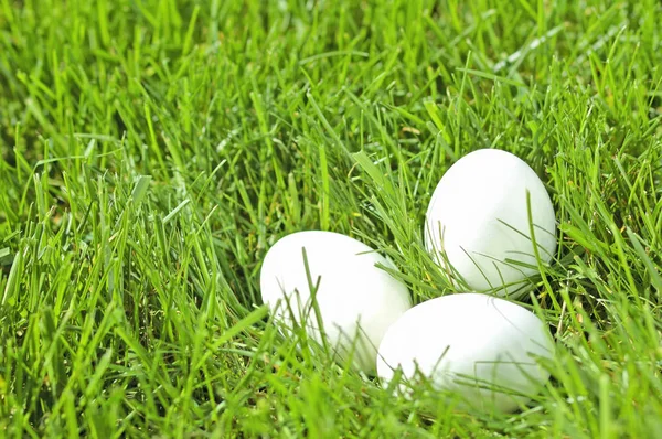 White eggs laying in grass — Stock Photo, Image