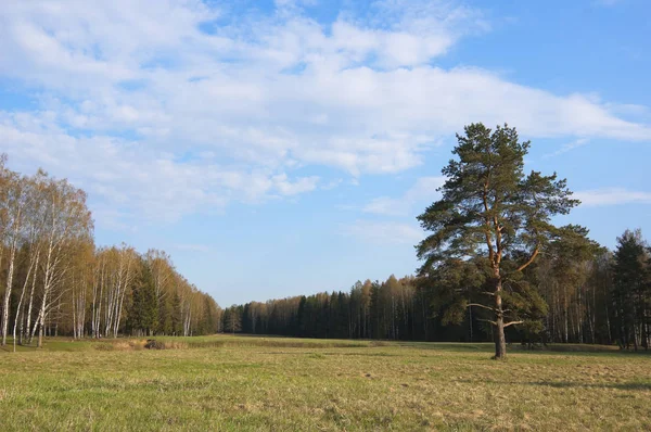 Paisaje forestal europeo pacífico de primavera —  Fotos de Stock