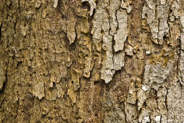 Gamla träd naturliga textur bakgrund — Stockfoto