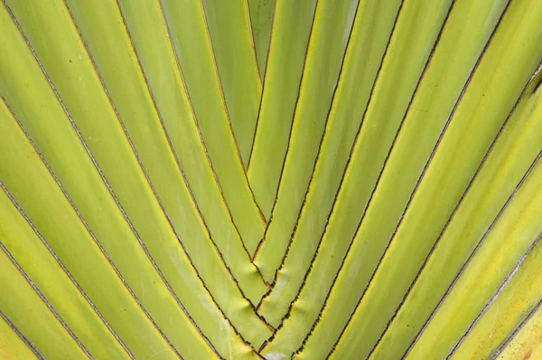 Palm tree textura přirozeného pozadí — Stock fotografie