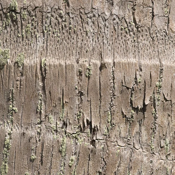 Gamla träd konsistens naturliga bakgrund — Stockfoto