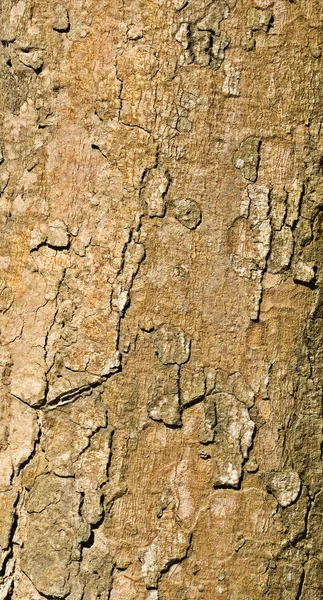 Old tree texture natural background — Stock Photo, Image