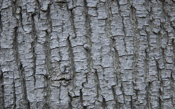 Gamla träd naturliga textur bakgrund — Stockfoto