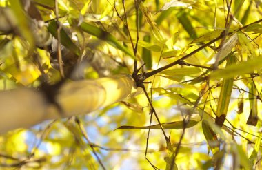 Bambu ağacı arka plan görünüm aşağı