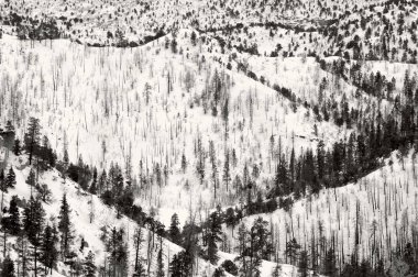 Siyah ve beyaz Bryce Milli Parkı kışın