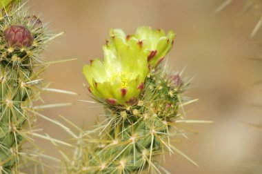 Anza Borrego Çölü, Cali'Sarı çiçekli çiçek açan kaktüs