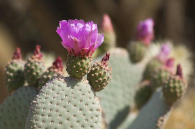 Anza Borrego çöl pembe çiçekler ile çiçeklenme Cactus,