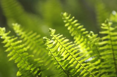 yeşil eğreltiotu yaprakları arka plan