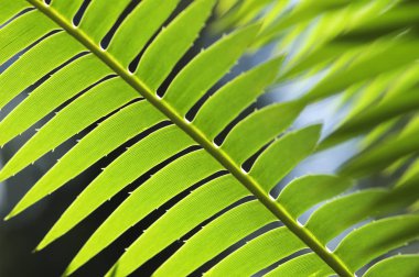 yeşil eğreltiotu yaprakları arka plan