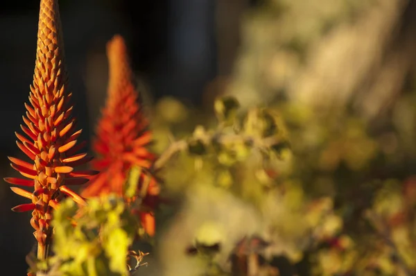 Aloe kırmızı çiçekler arka plan bulanık boş alanı ile — Stok fotoğraf