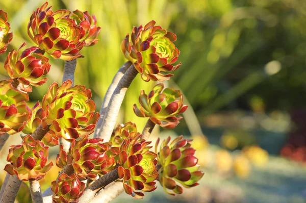 Ağaç Aeonium (Aeonium arboreum var atropurpureum) — Stok fotoğraf