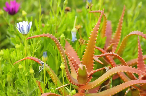 Arka plan (Aloe cameronii kırmızı aloe ve çiçekler) — Stok fotoğraf