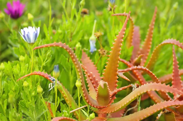 Arka plan (Aloe cameronii kırmızı aloe ve çiçekler) 