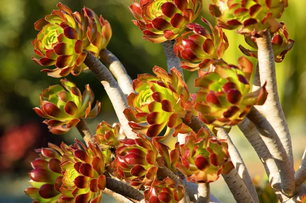 Ağaç Aeonium (Aeonium arboreum var atropurpureum) — Stok fotoğraf