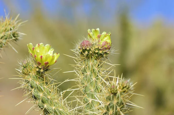 Anza Borrego Çölü, Cali'Sarı çiçekli çiçek açan kaktüs
