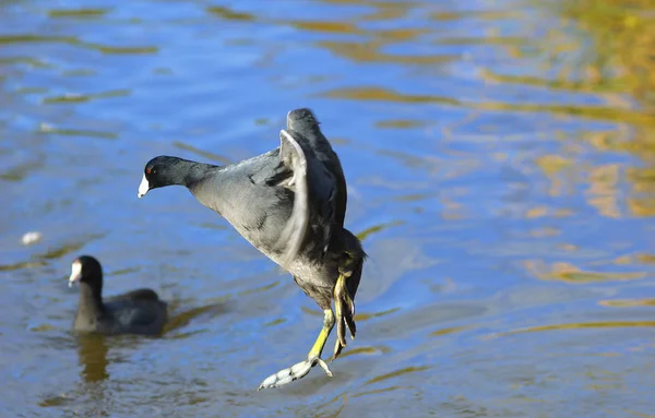 L'American Coot sautant dans un étang (Fulica americana ) — Photo