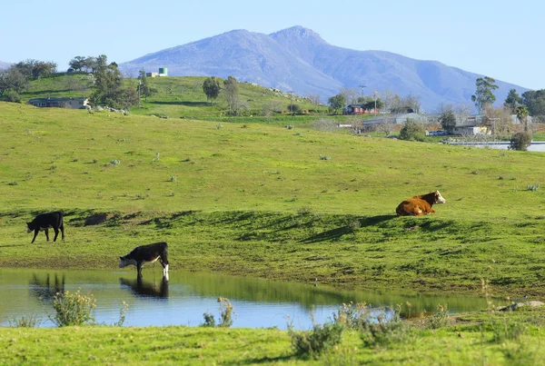 Vaches broutant sur les collines de montagne avec une livre Image En Vente