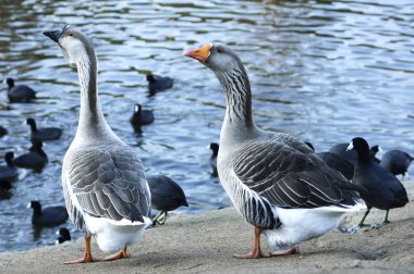 The Greylag geese (Anser anser) and American Coots (Fulica ameri clipart