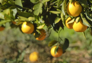 Olgun portakal ağacı arka plan üzerinde asılı