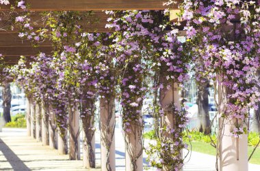 Asma çiçekleri arka plan bulanık boş alanı ile