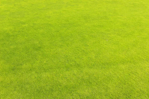 Yeşil golf alan çim arka plan