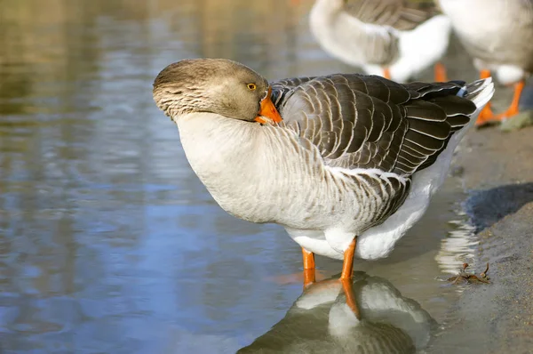 Graylag husí stojící a čištění rybníka (Anser anser — Stock fotografie