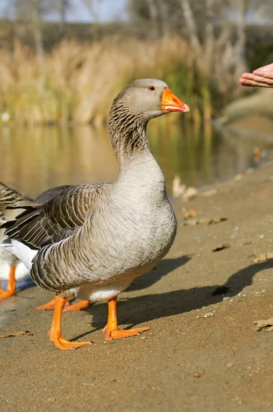 Muž krmení graylag Husa v blízkosti rybníka (Anser anser) — Stock fotografie