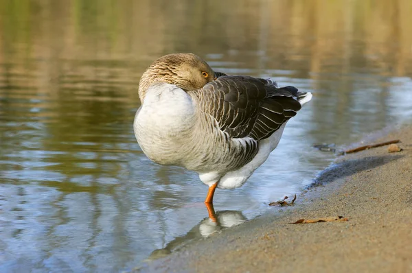 Gölet (Anser anser yakınındaki tek ayak üzerinde duran Graylag kaz) — Stok fotoğraf