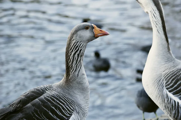 Husy Graylag, stojící u rybníka (Anser anser) — Stock fotografie