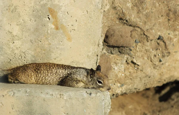 California yere yalan sincap (Spermophilus beecheyi)