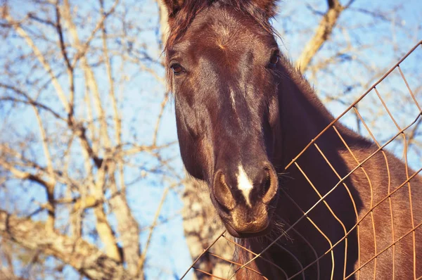 Caballo de castaño cerca de Valla — Foto de Stock