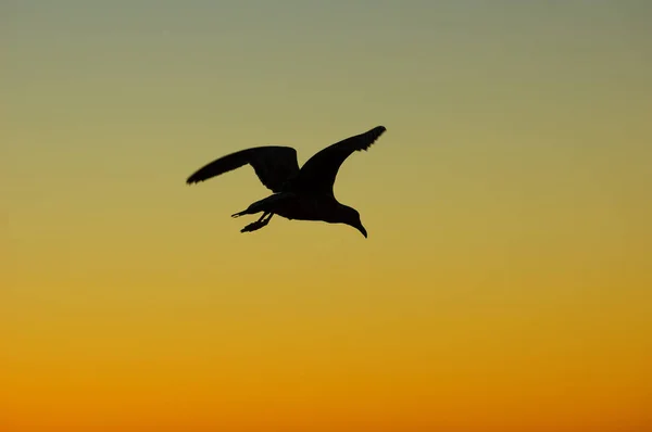 Gaviota voladora en una puesta de sol — Foto de Stock