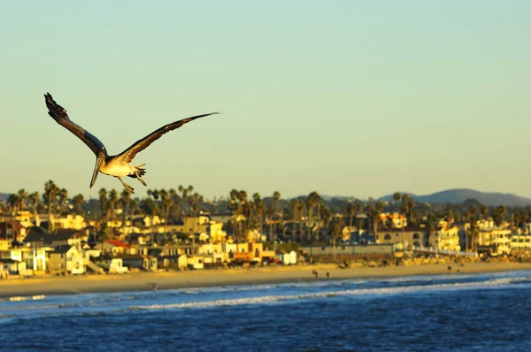 Летающий пеликан на закате — стоковое фото