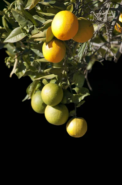 Naranjas maduras colgando sobre un fondo de árbol — Foto de Stock
