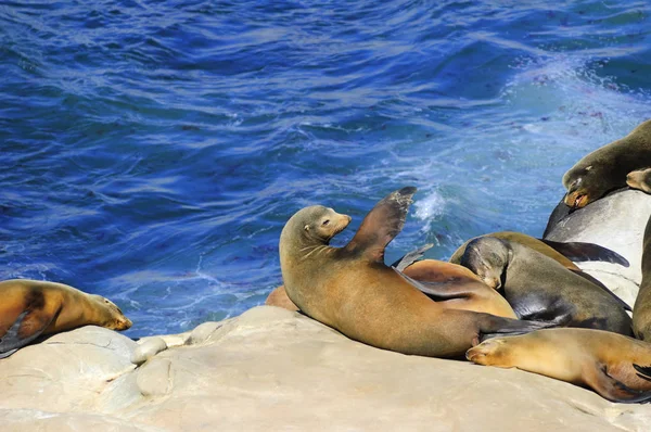 California Sea Lions sdraiati sulla costa dell'Oceano Pacifico — Foto Stock