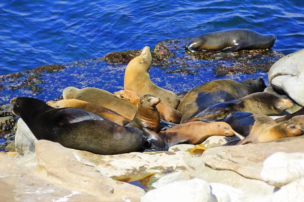 California Sea Lions Lie on the Pacific Ocean Coast