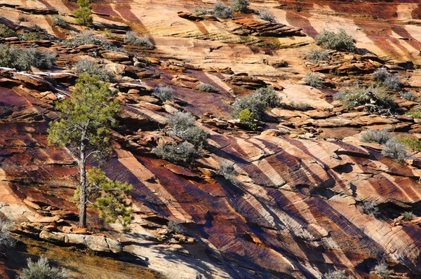 Zion National Park - Overlook Trail — Stock Photo, Image