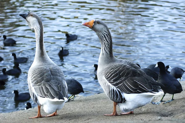 Les Oies rieuses (Anser anser) et les Coots d'Amérique (Fulica ameri) Photo De Stock