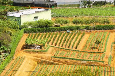 Vietnamca Central Highlands Tarım (Da Lat, Vietnam)