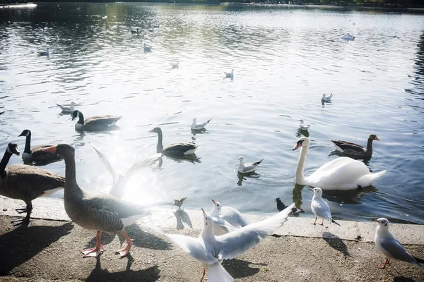 Hyde Park Kuşları Göl Kenarında Huzur Içinde Duruyorlardı Londra Ngiltere — Stok fotoğraf
