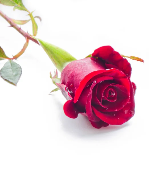 A red rose Royalty Free Stock Photos