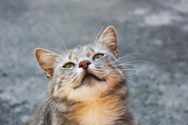 Süße Katze schaut in die Kamera — Stockfoto