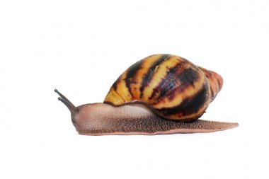 Salyangoz beyaz arka plan üzerinde. Akhatin'ın salyangoz. Ev güzellik uzmanı. Birbirlerine iki salyangoz gezinme.