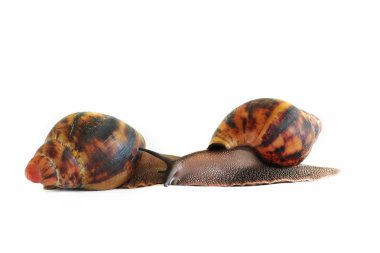 Salyangoz beyaz arka plan üzerinde. Akhatin'ın salyangoz. Ev güzellik uzmanı. Birbirlerine iki salyangoz gezinme.