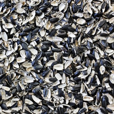 kabuğu Ayçiçeği tohumları